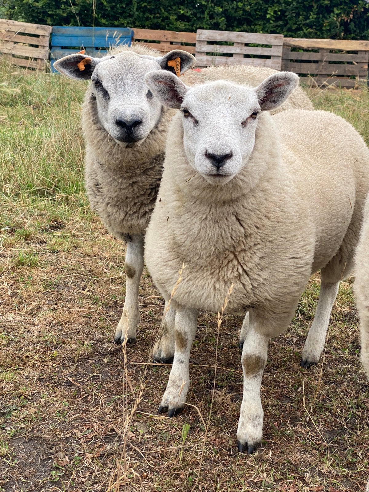 Mooi ooilam, Animaux & Accessoires, Femelle, Mouton, 0 à 2 ans