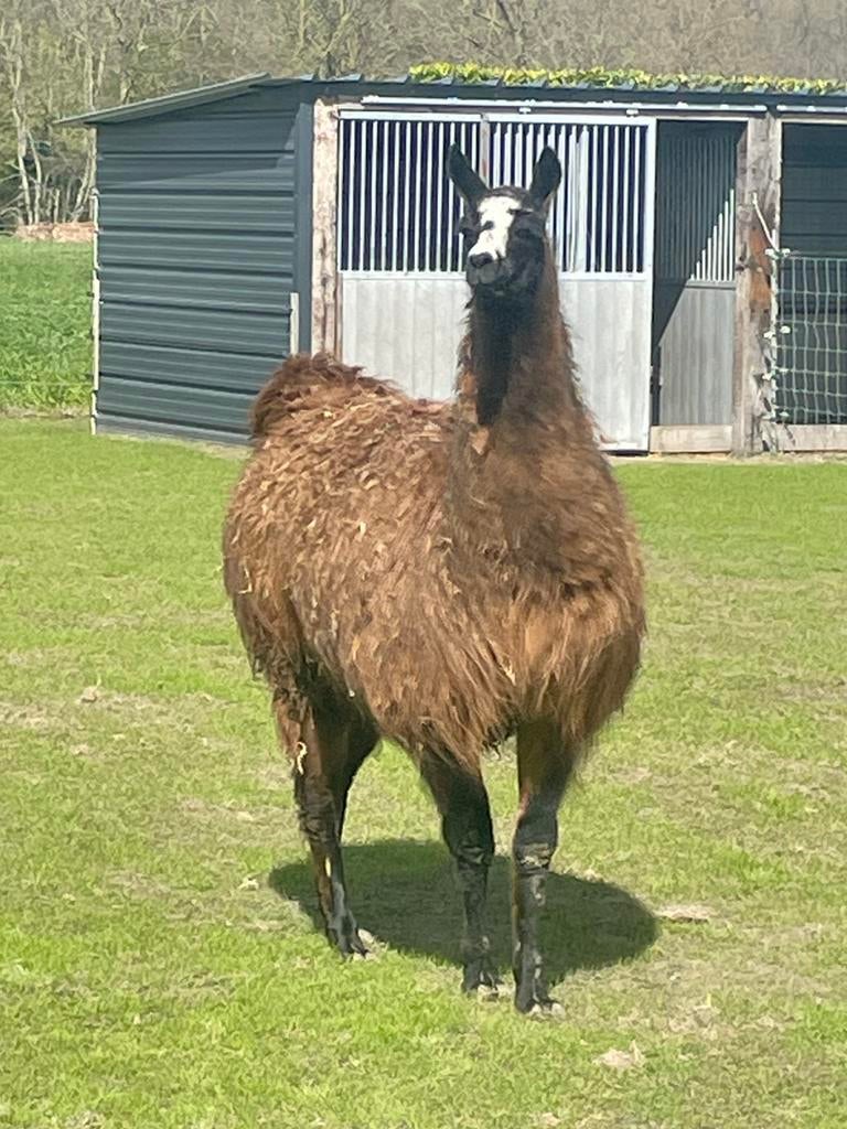 Lama merrie, Mei, Vrouwelijk