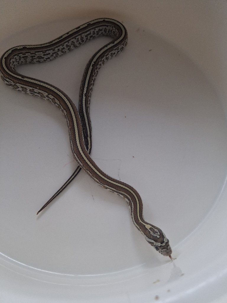 Jonge Pantherophis guttatus (Korenslang) – Anery Tessera, Dieren en Toebehoren, Slang, 0 tot 2 jaar