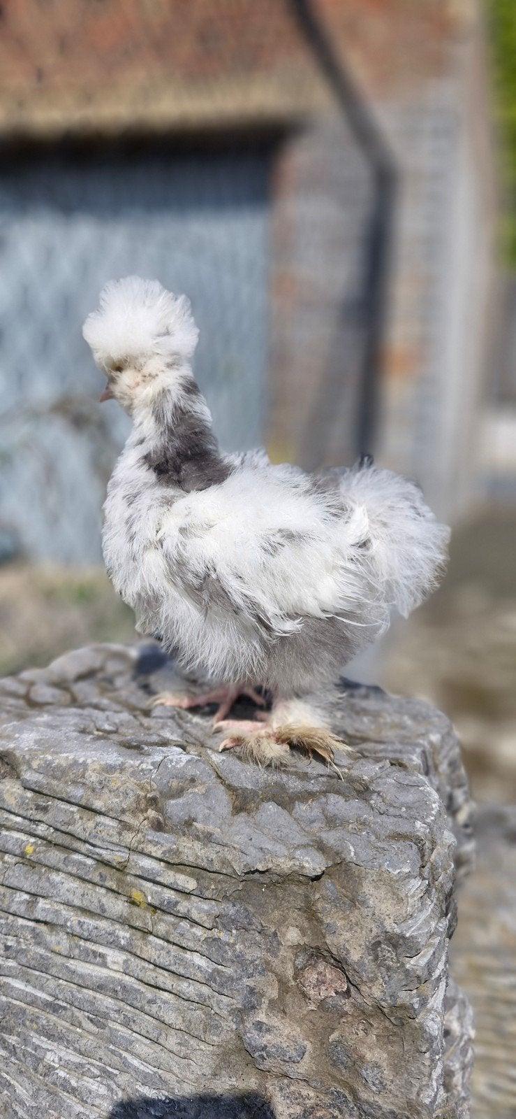 zijdehoen mottled halfwas, Dieren en Toebehoren, Pluimvee