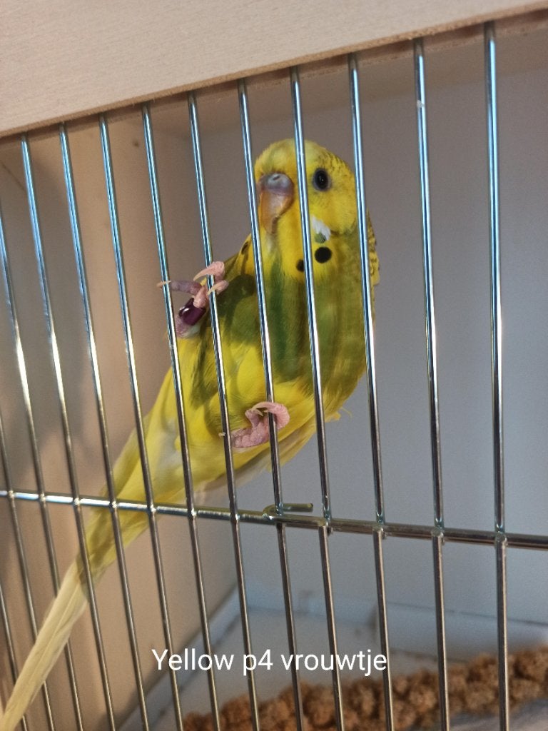 Grasparkieten man / vrouwtjes, Dieren en Toebehoren, Meerdere dieren, Parkiet