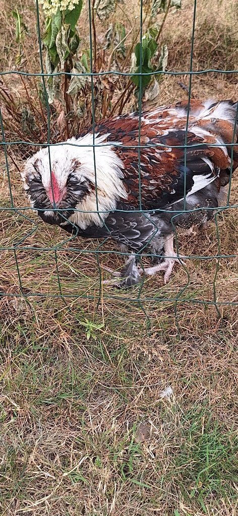 Favorelle haan, Animaux & Accessoires, Volatiles, Mâle, Poule ou poulet