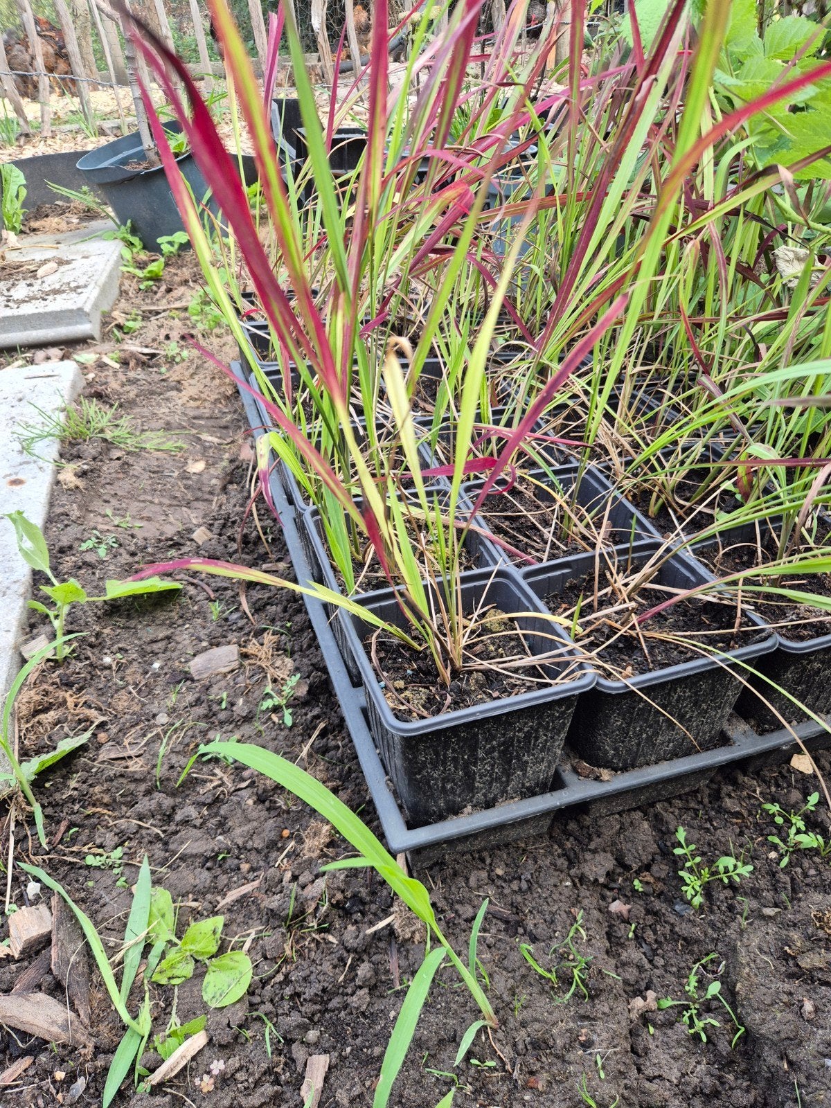 japans bloedgras, Tuin en Terras, Ophalen
