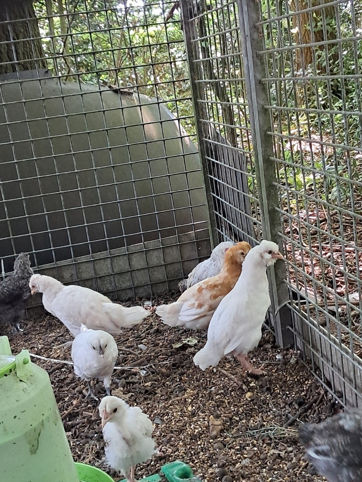 Kuikens