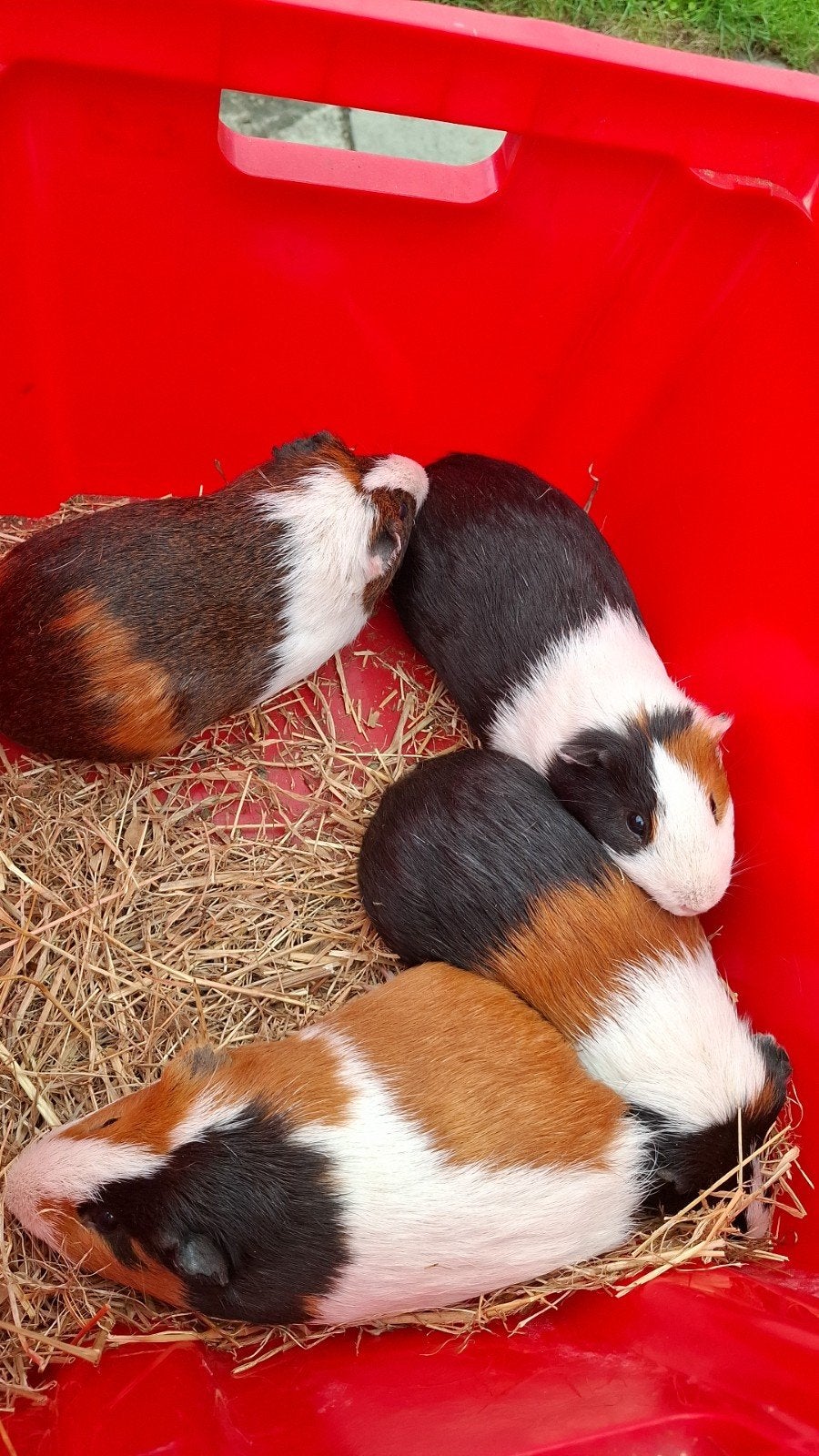 jonge cavia's, Dieren en Toebehoren, Juni, Cavia