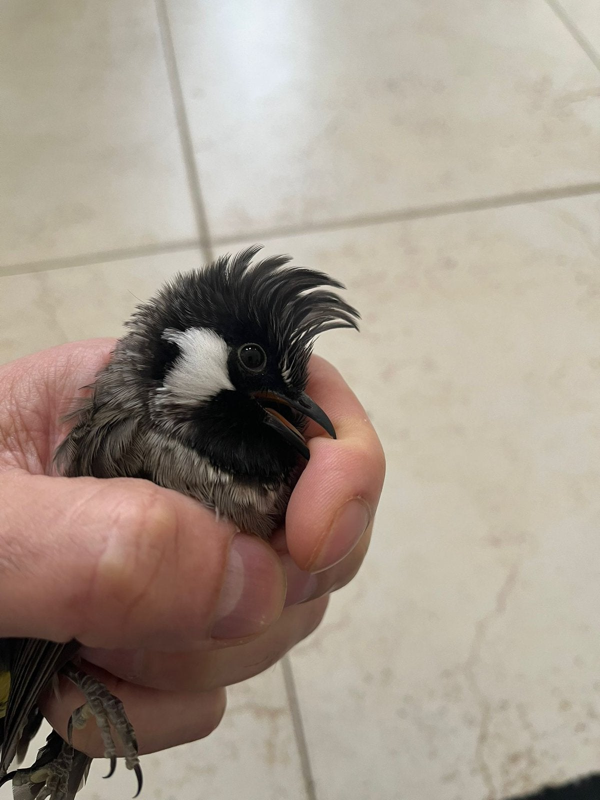 himalaya buulbuul koppel, Dieren en Toebehoren