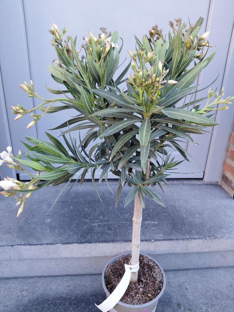 Oleander op stam, Enlèvement