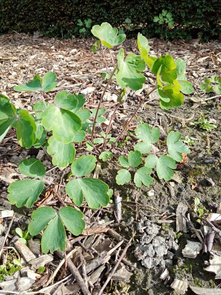 Akelei, Tuin en Terras, Planten | Tuinplanten, Ophalen