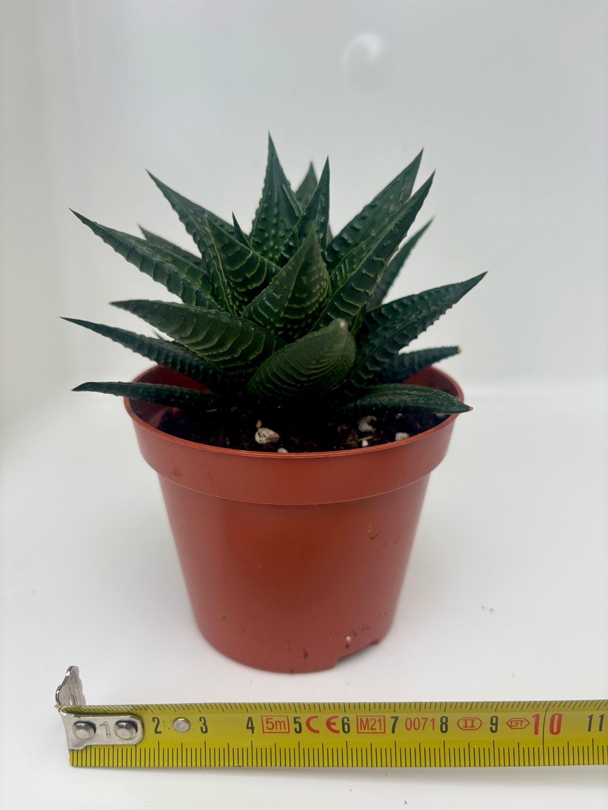 Haworthia limifolia, Maison & Meubles, Plante succulente, En pot, Enlèvement ou Envoi, Moins de 100 cm
