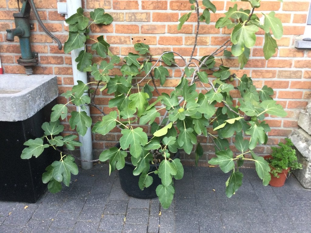 Vijg, Ophalen, In pot, Overige soorten
