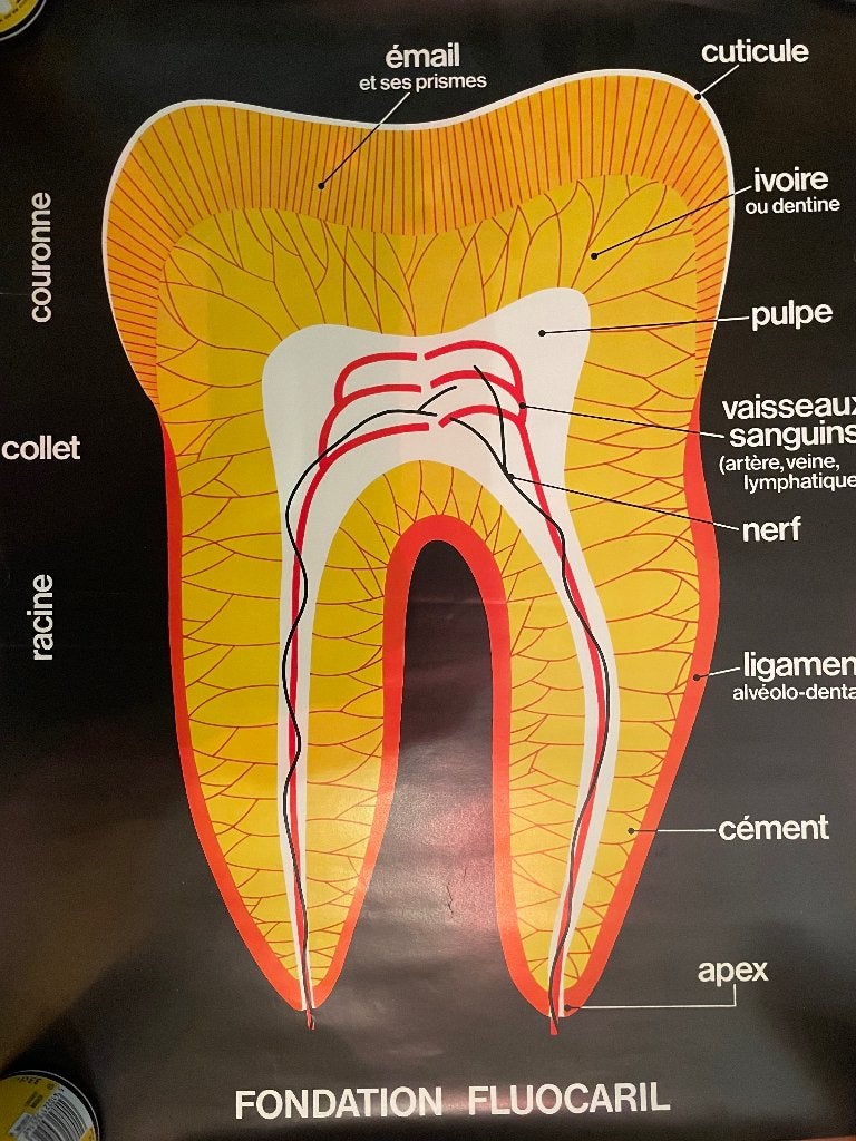 Educatieve poster, Ophalen of Verzenden, Nieuw