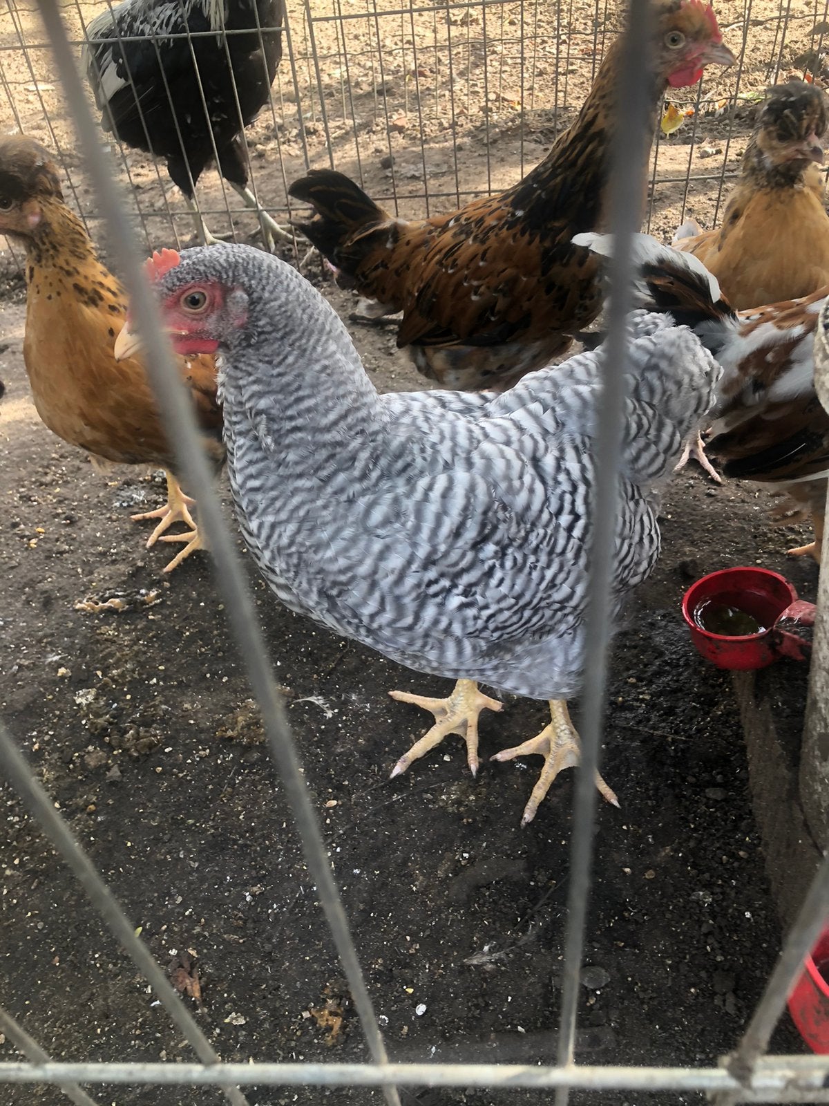 Araucana, cream legbar, zweedse bloemenkip, amrock, Dieren en Toebehoren, Meerdere dieren, Kip