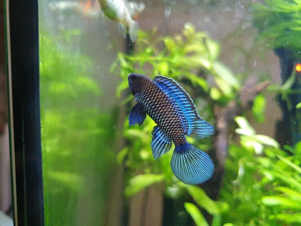 Badis bluefish (mâle), Animaux & Accessoires, Poissons | Poissons d'aquarium, Poisson d'eau douce, Poisson