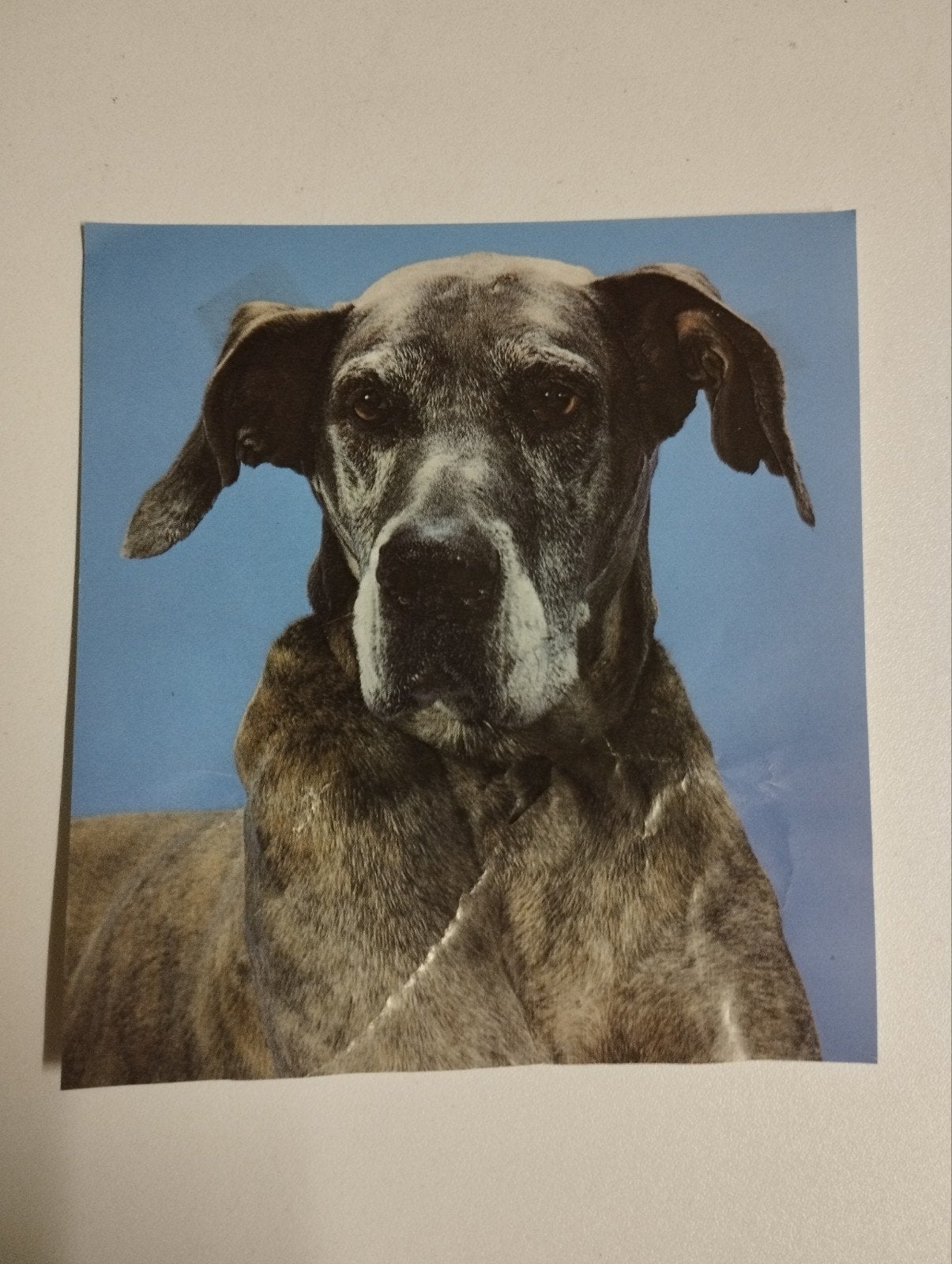 een prent over een hond ras weet ik niet kleur verschillende, Enlèvement, Gravure