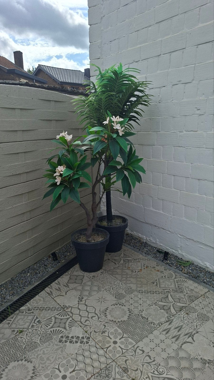 fause plante tetrace jardin, Tuin en Terras, Planten | Bomen