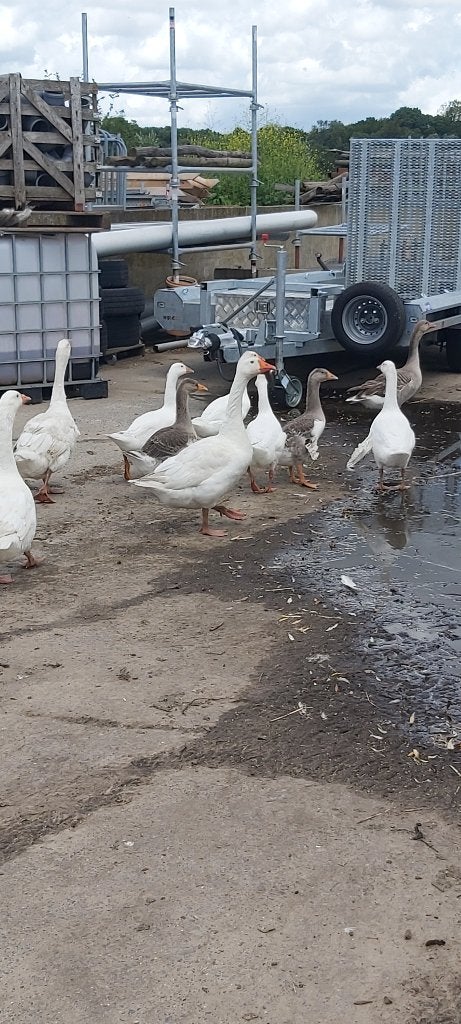 ganzen witte en grauwe, Dieren en Toebehoren, Pluimvee, Mannelijk