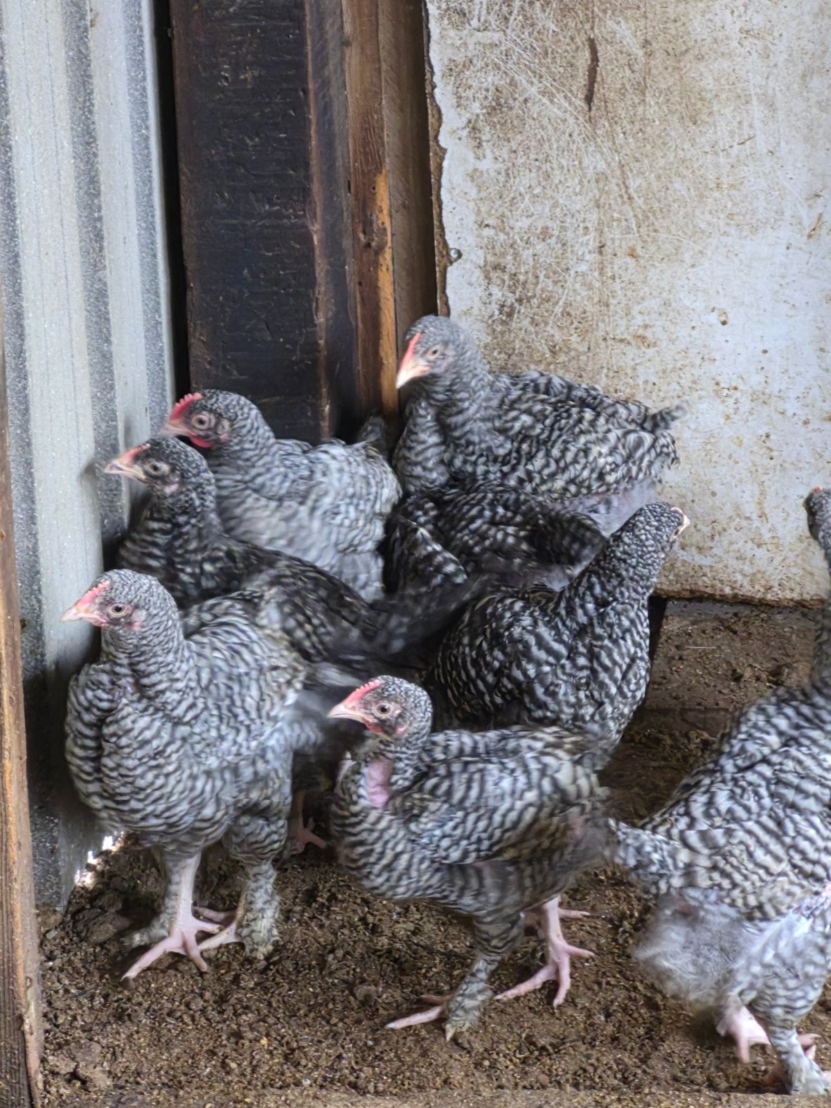 mechelse koekoek, Dieren en Toebehoren, Meerdere dieren, Kip