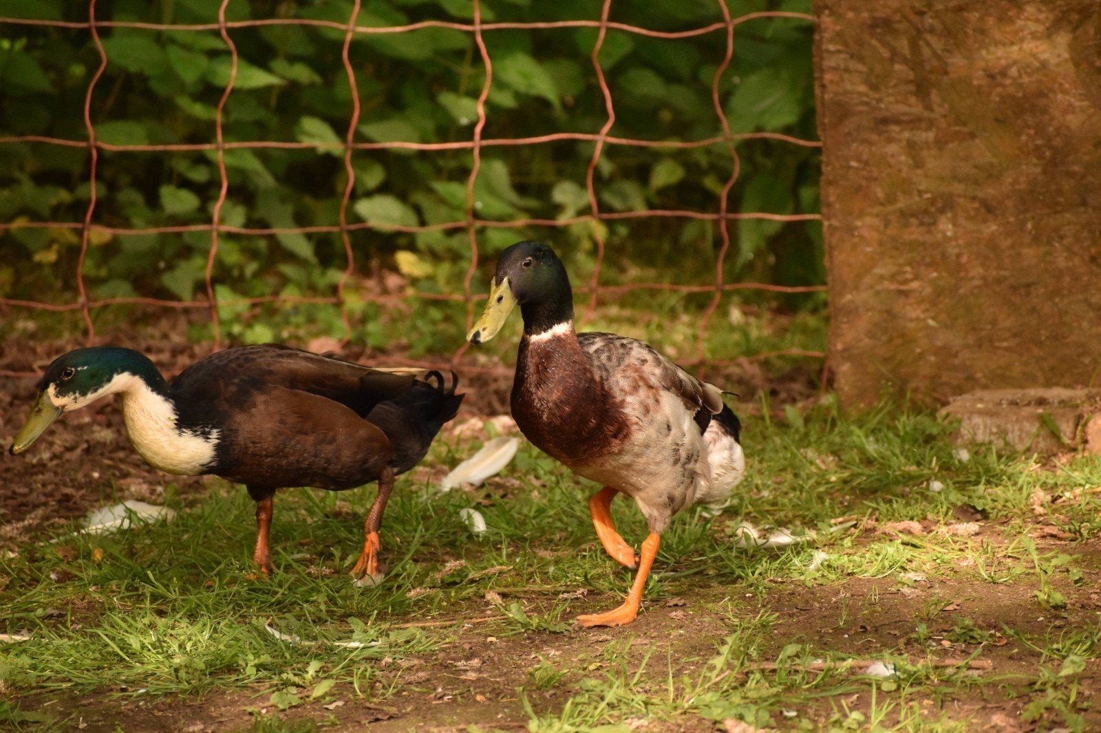 Loopeend woerd, Dieren en Toebehoren, Pluimvee