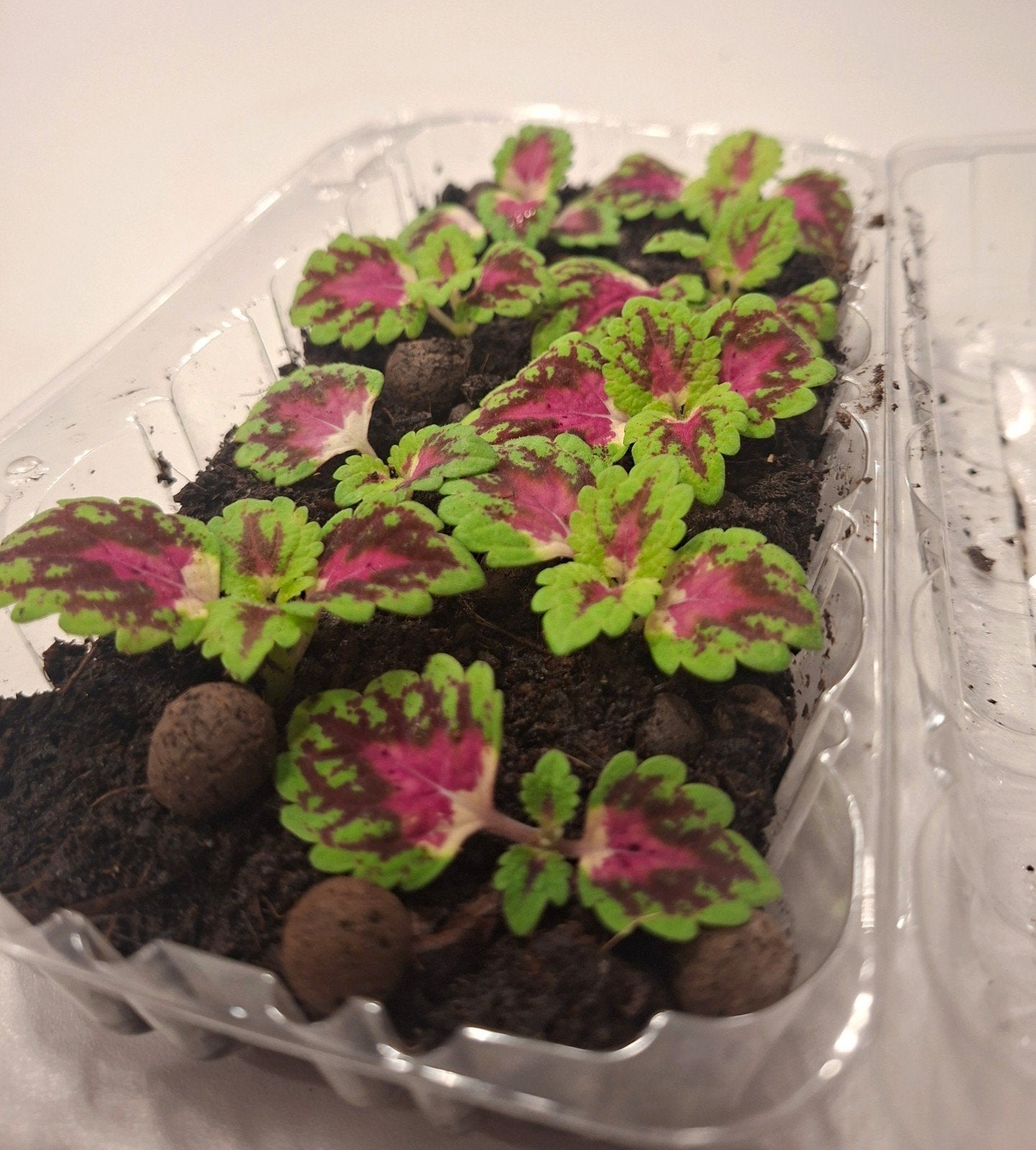 ortie flamboyante/ Coleus (Plante d'intérieur), Enlèvement