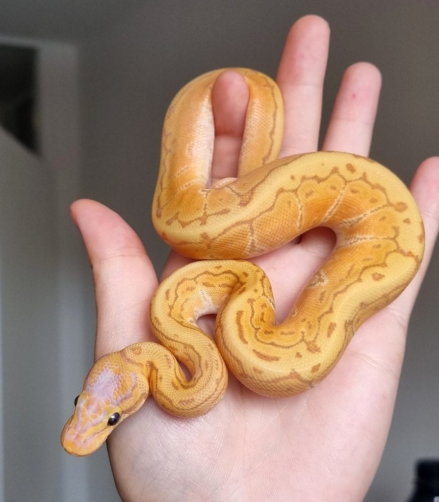 1.0 banana enchi pinstripe special het pied koningspython