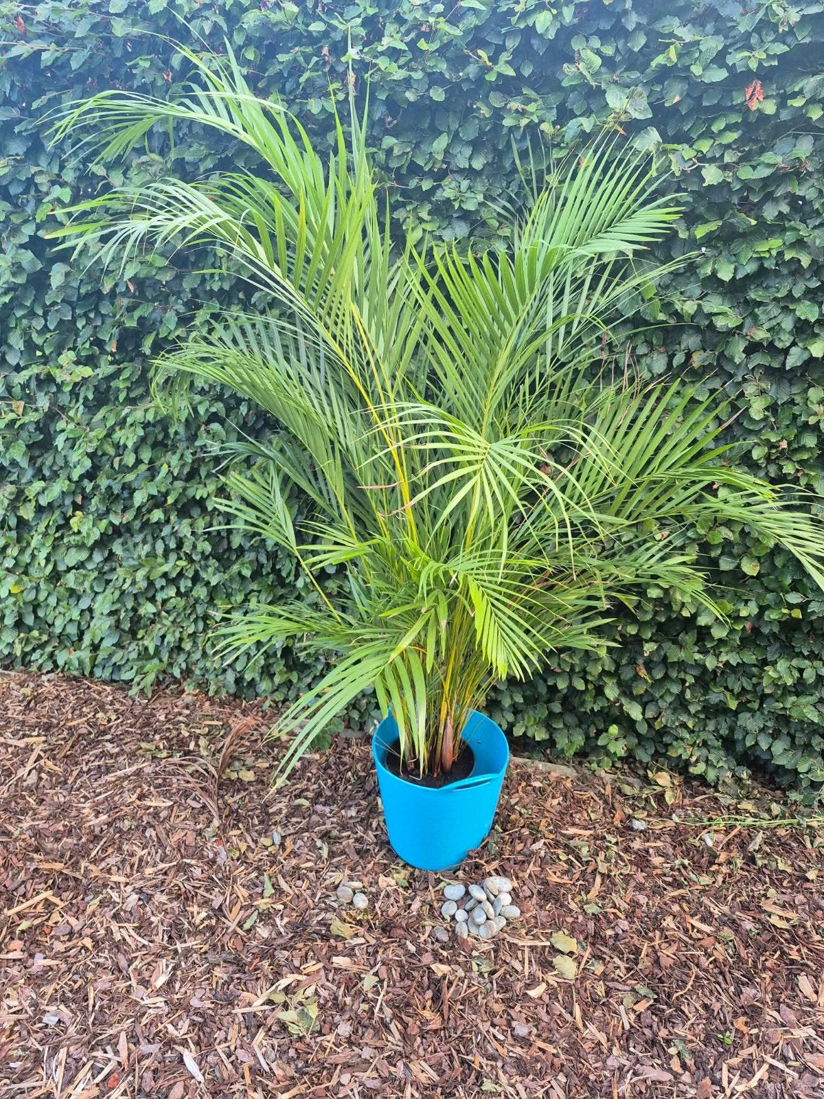 Goudpalm Arecapalm, Maison & Meubles, Enlèvement, Palmier