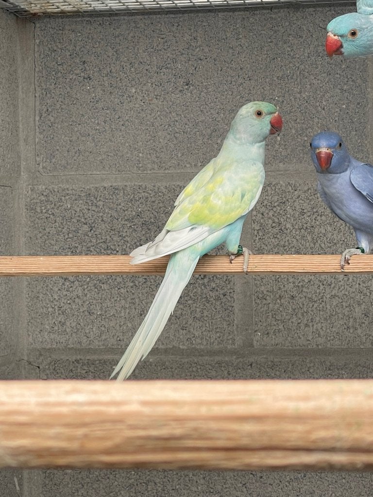 Halsbandparkiet, Dieren en Toebehoren, Vogels | Parkieten en Papegaaien
