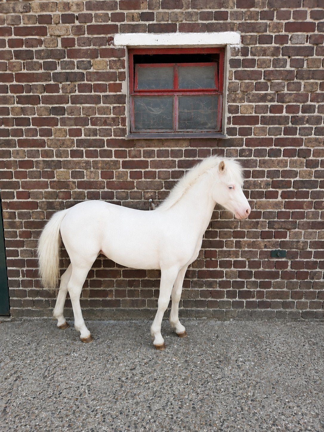 welsh stamboek, Étalon, Moins de 160 cm, Avec pedigree, 0 à 2 ans