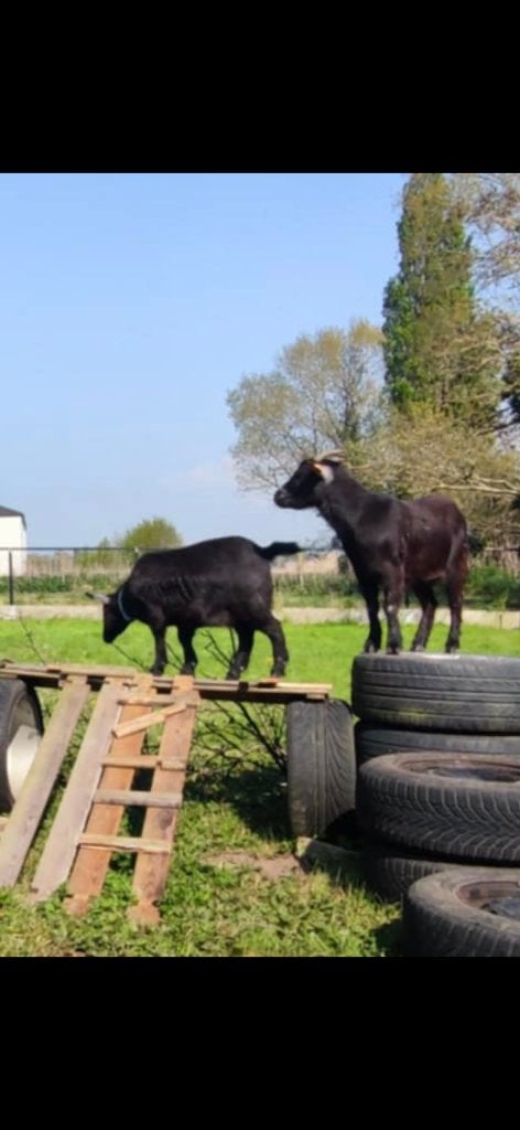Geiten, Dieren en Toebehoren, Vrouwelijk, Geit, 3 tot 5 jaar