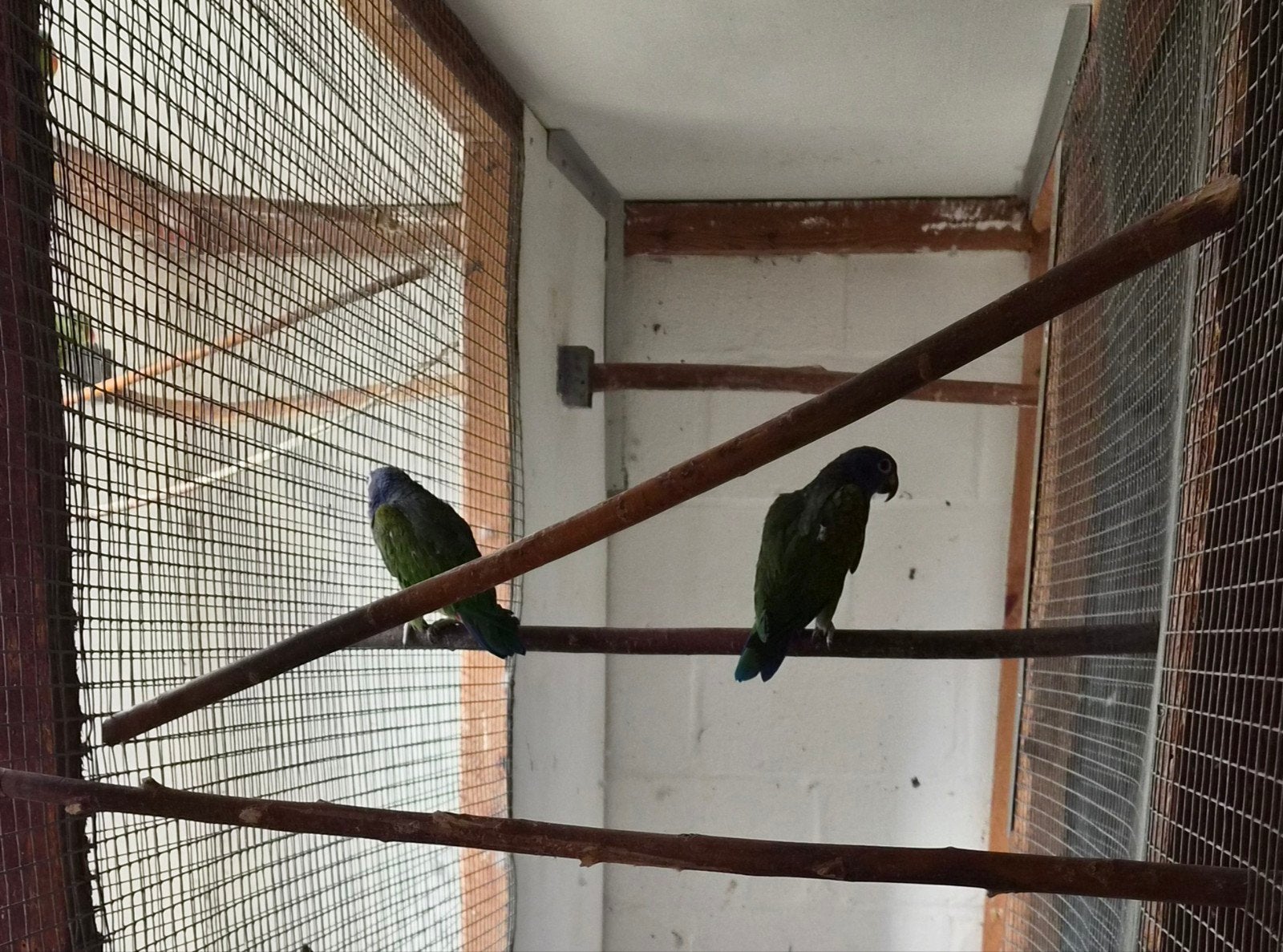Pionus  menstruus menstruus, Dieren en Toebehoren, Geringd