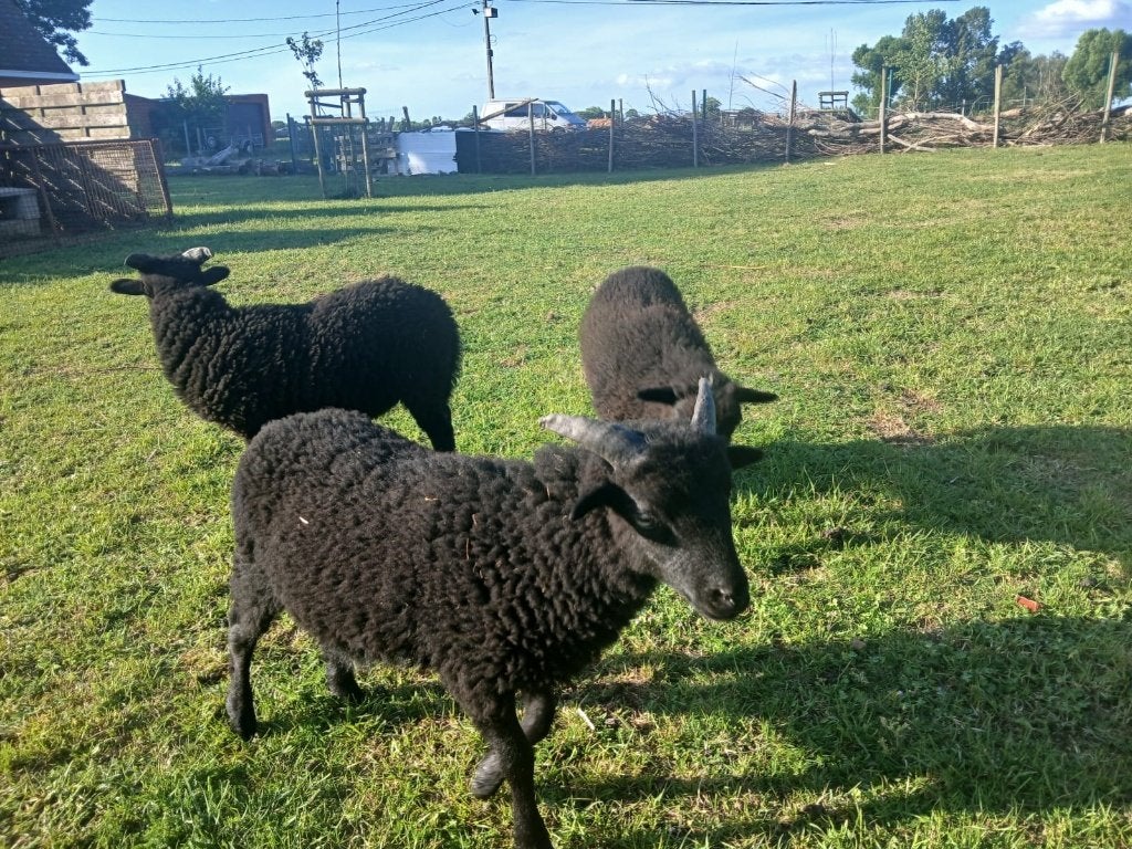 Ouessant  ramlammeren, Mannelijk, Schaap, 0 tot 2 jaar