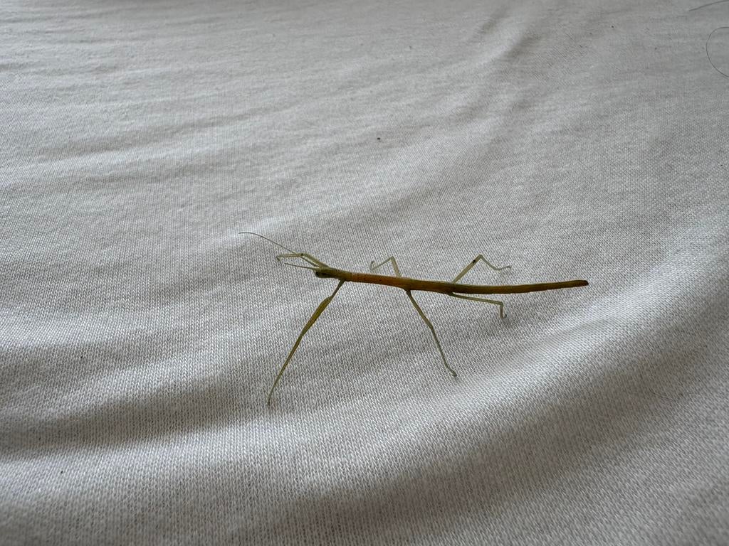Nimf indische wandelende tak, Dieren en Toebehoren, Insecten en Spinnen, Wandelende tak