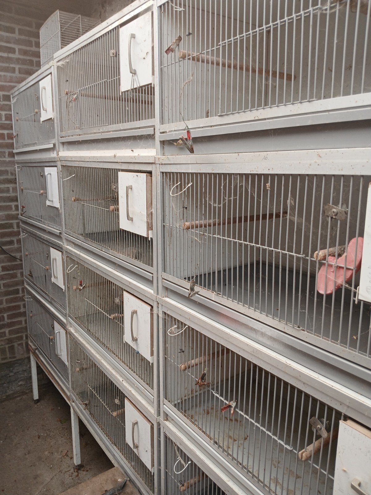 kooien, Dieren en Toebehoren, Ophalen