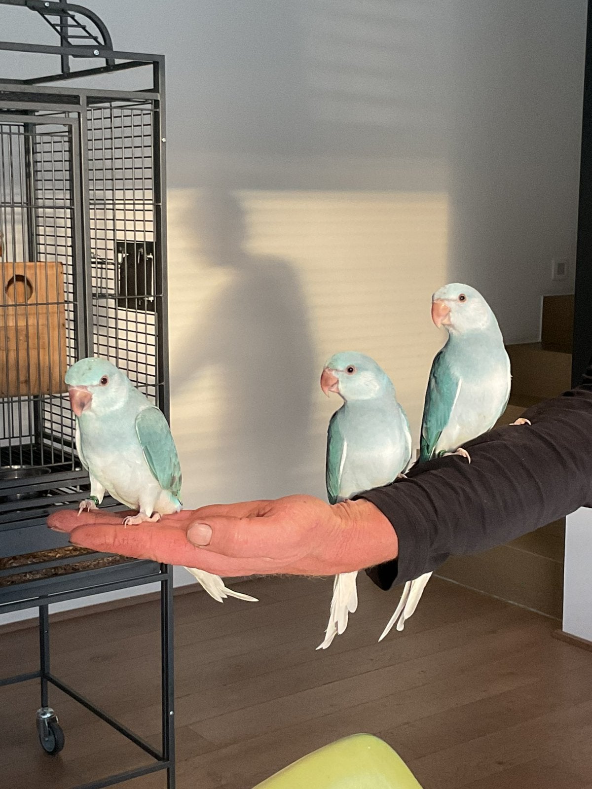 Halsband parkiet, Dieren en Toebehoren, Mannelijk, Parkiet, Geringd