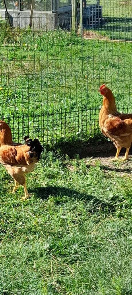 Hanen, Dieren en Toebehoren, Mannelijk, Kip