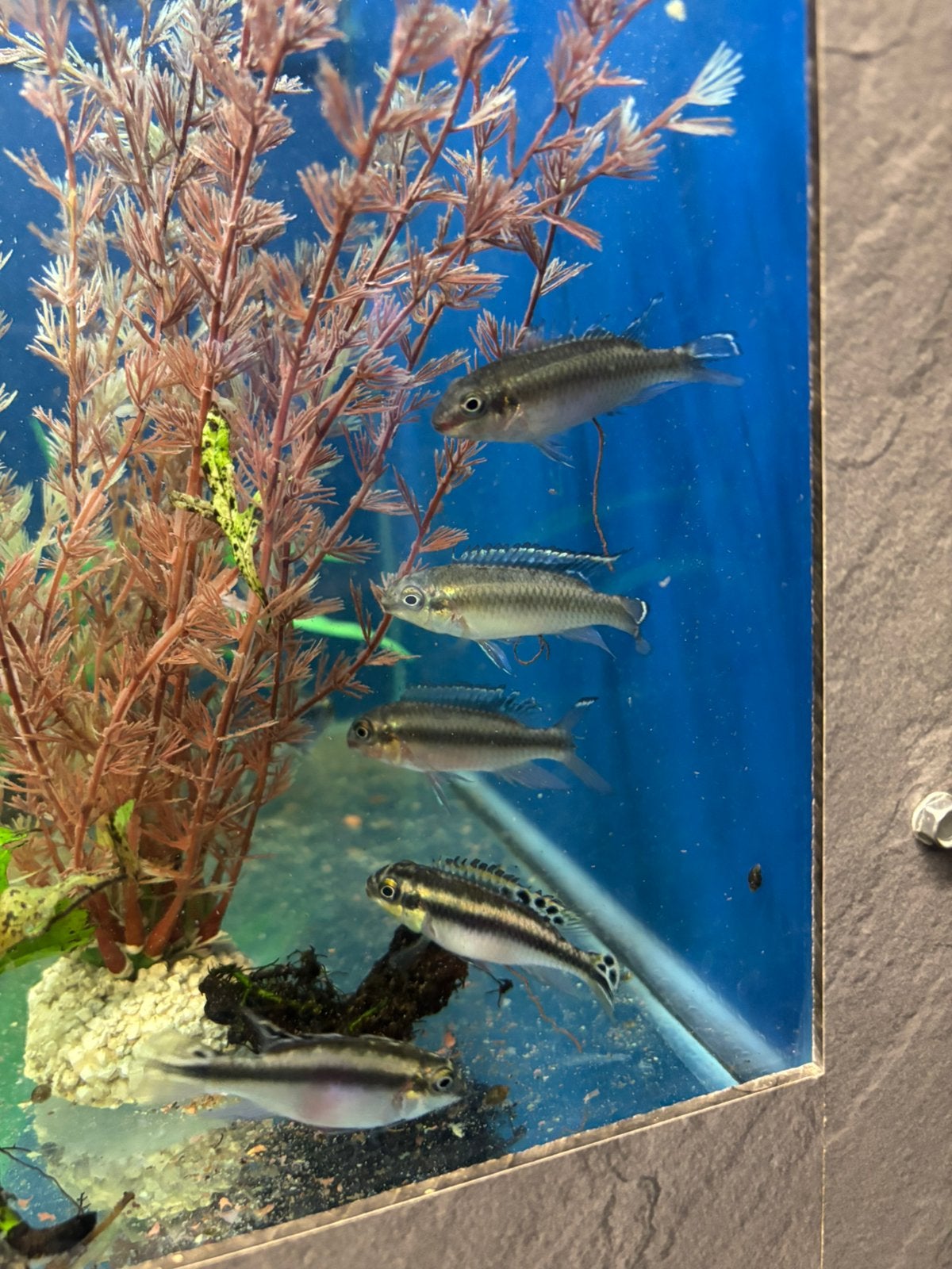 Kersenbuiken, Poisson, Poisson d'eau douce