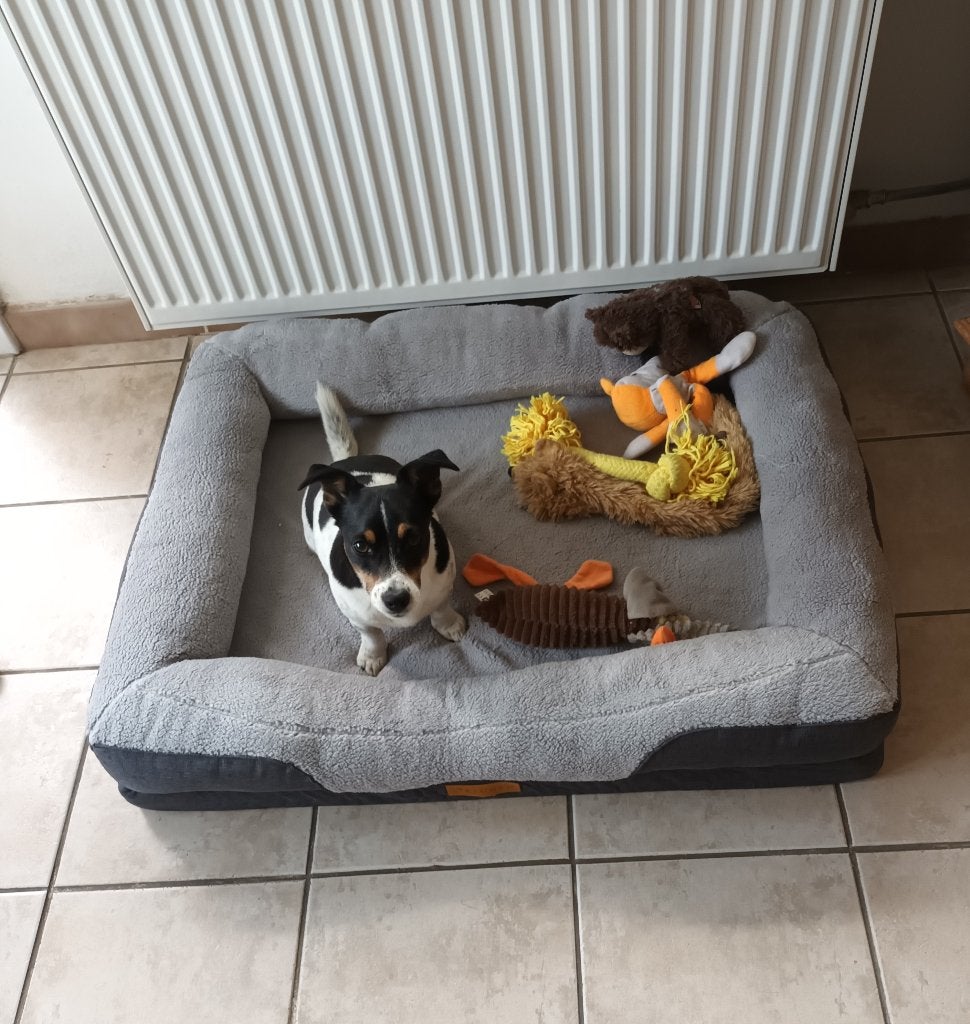 Hondenbed orthopedisch, Animaux & Accessoires, Paniers pour chiens, Enlèvement, Neuf, Poussière