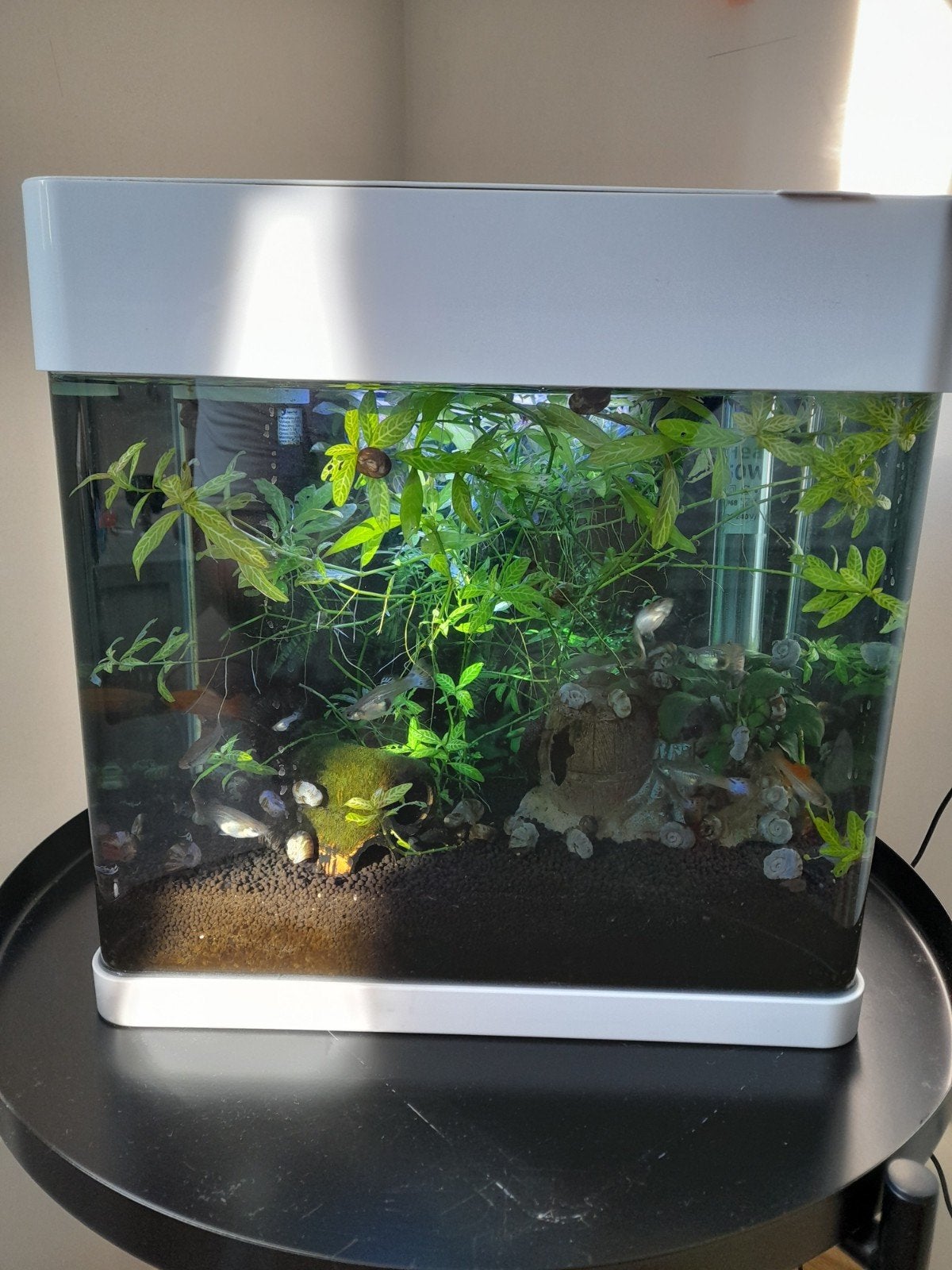 aquarium 20L, Animaux & Accessoires, Poissons | Aquariums & Accessoires, Enlèvement, Utilisé, Accessoires inclus, Juwel