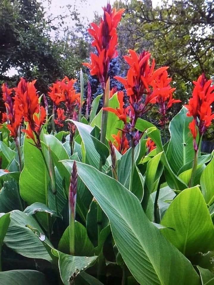 canna's /bloemriet 2 soorten, Tuin en Terras, Ophalen