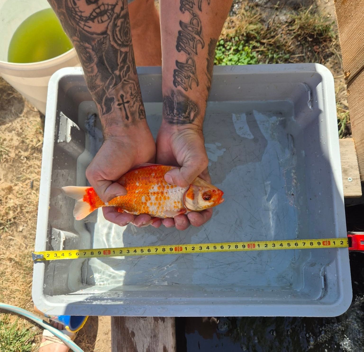 goudvis, Animaux & Accessoires, Poissons | Poissons d'étang, Poisson(s) rouge(s)
