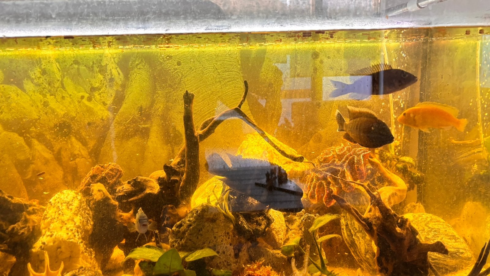 Aquariums, Dieren en Toebehoren
