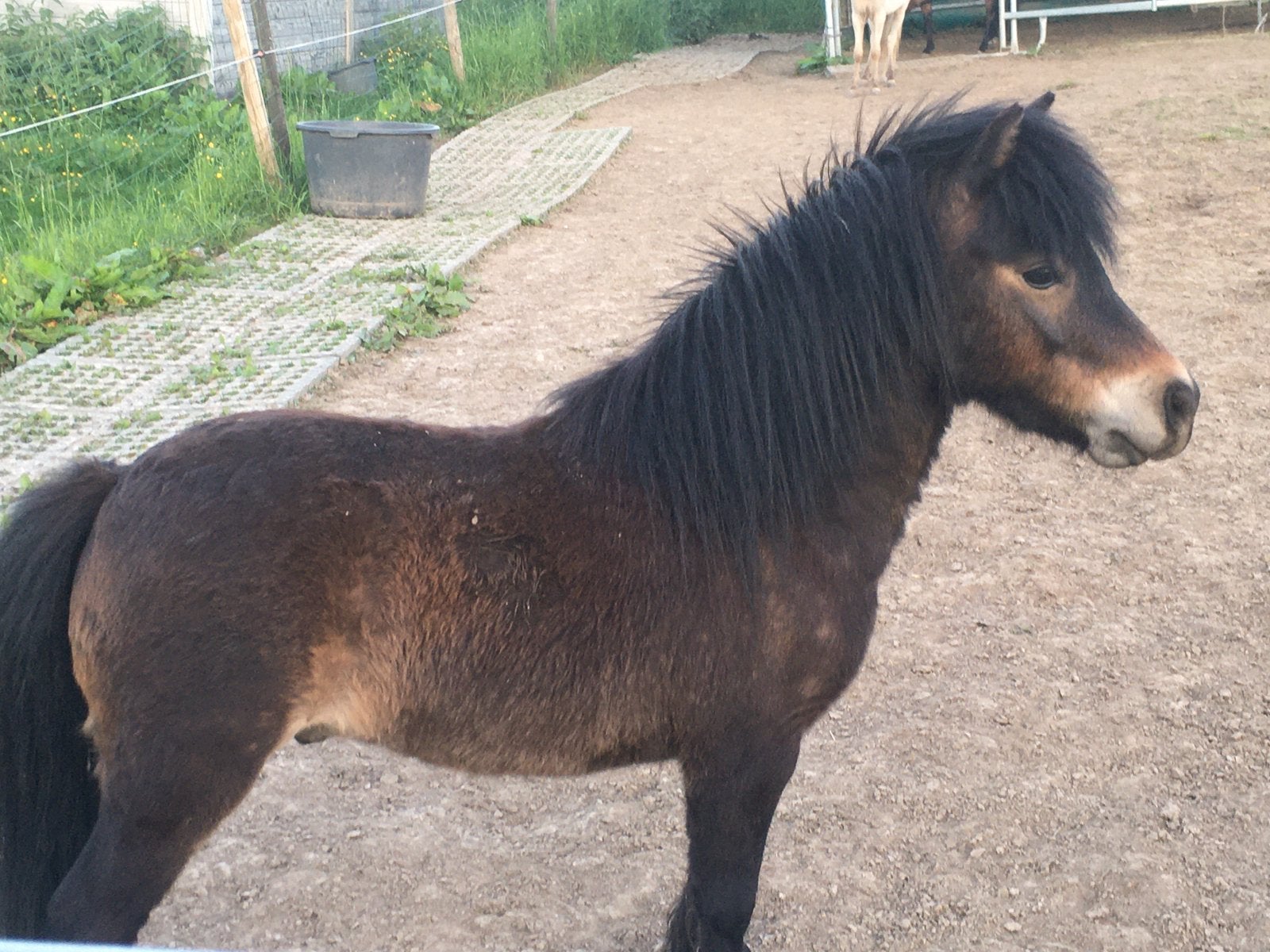 Nmprs ruintje zoekt een liefdevol huisje, Dieren en Toebehoren