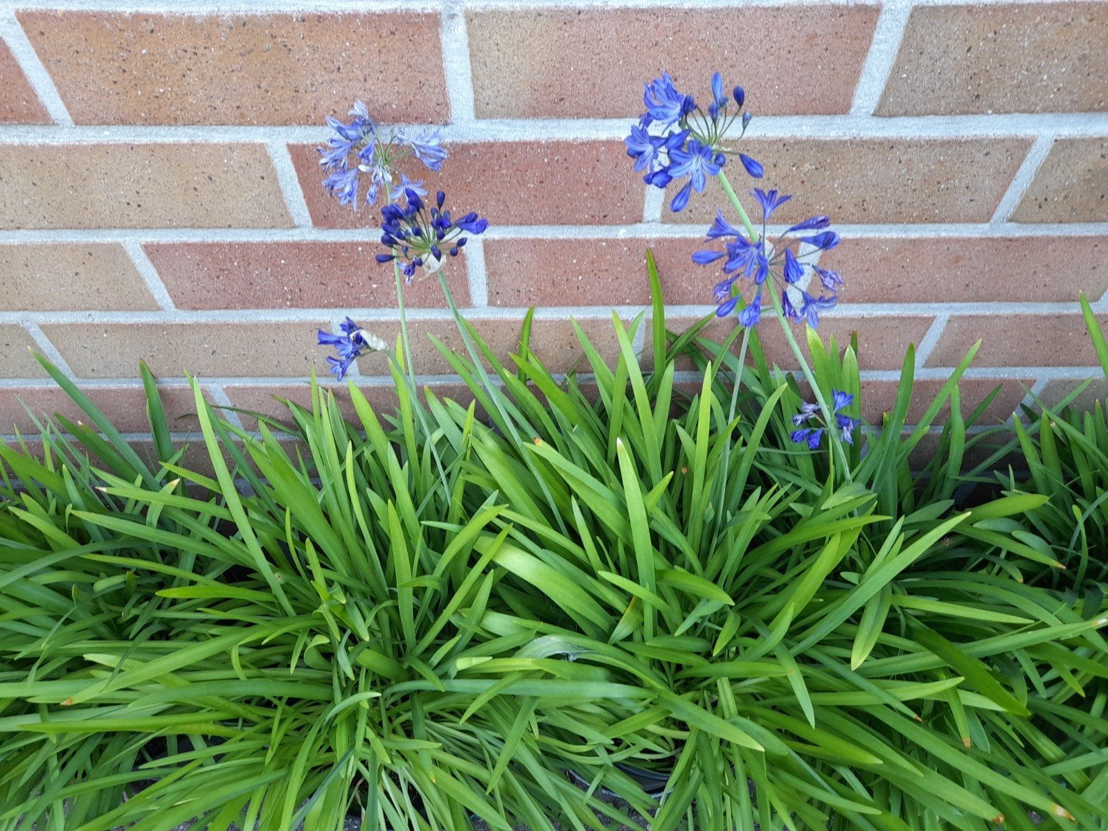 Agapanthus blauw, Ophalen