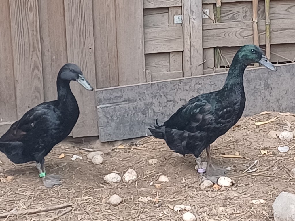 Indische loopeenden, Plusieurs animaux, Canard