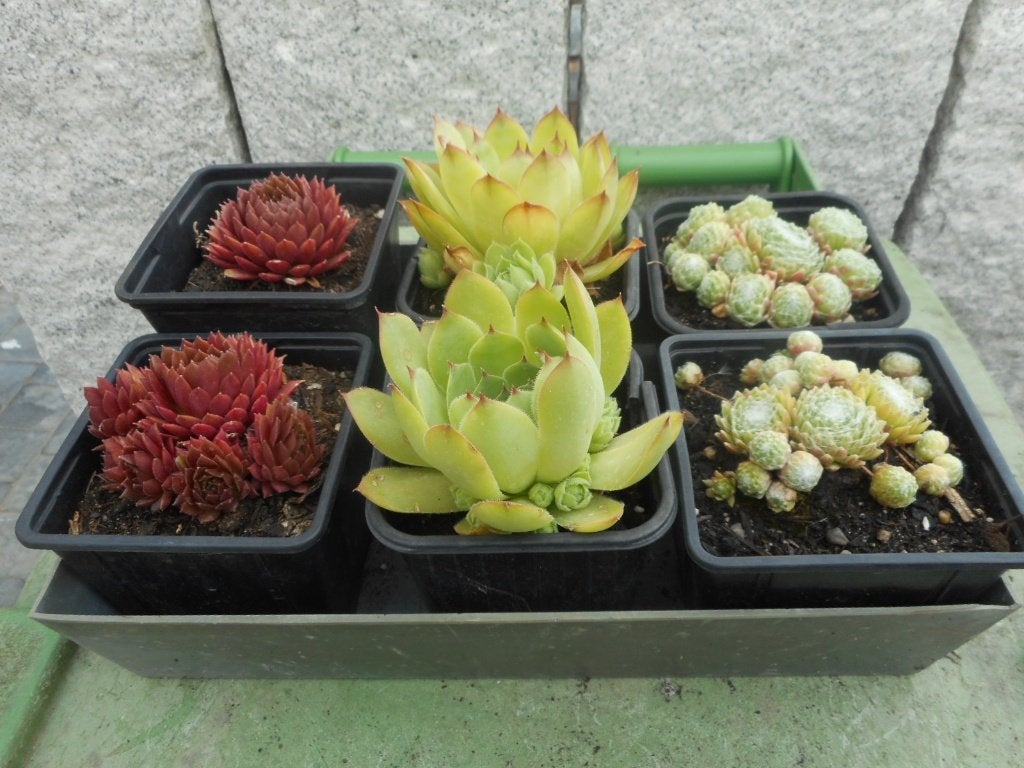 Planten, Tuin en Terras, Overige soorten, Volle zon, Vaste plant, Ophalen of Verzenden