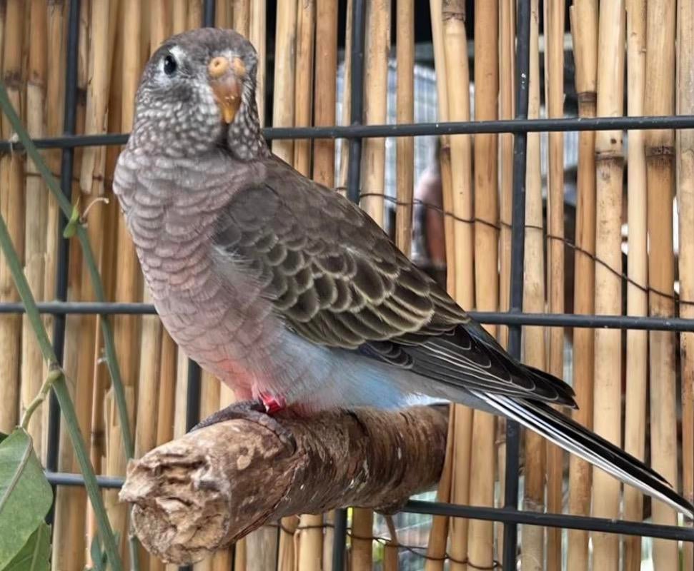 Bourke parkiet gezocht