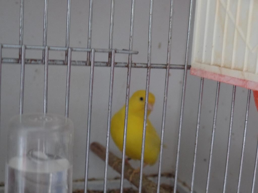 Mooie intensief lutino kanaries poppen 25,euro, Femelle, Canari de couleur