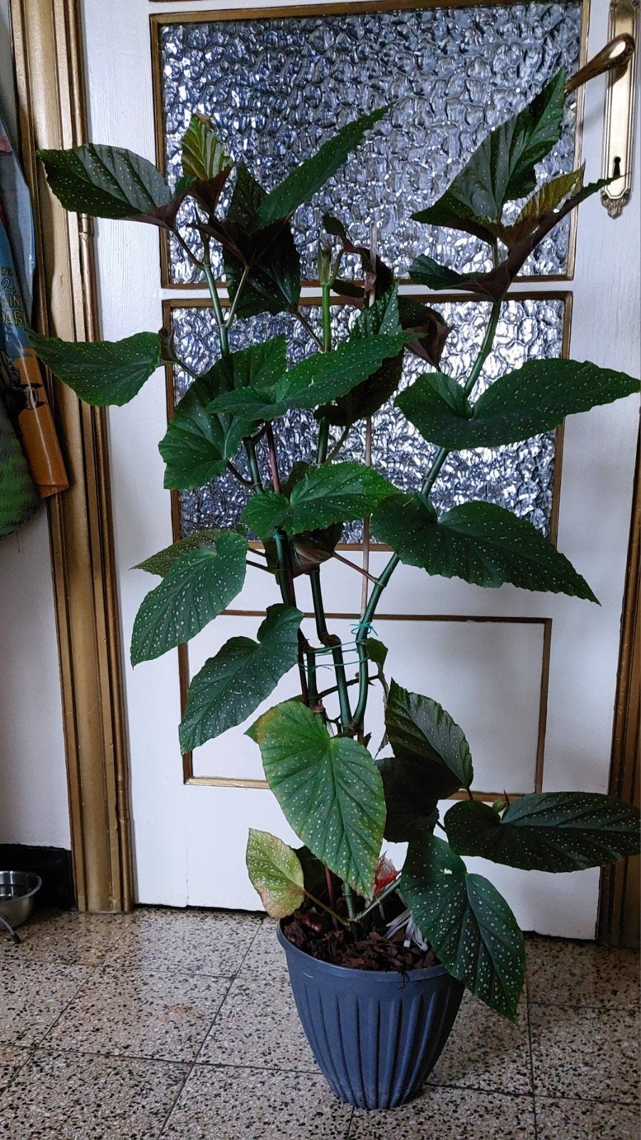 plante d'intérieur très jolie, Enlèvement