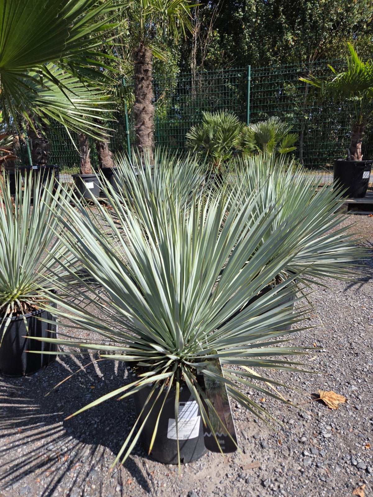 Yucca Rostrata - palmlelie, Ophalen