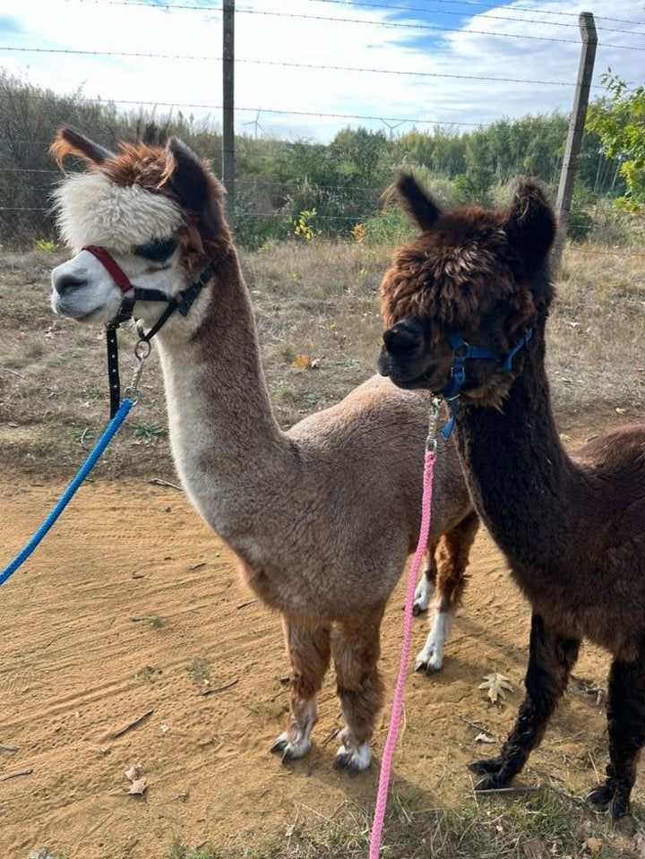 Alpaca merrie, Dieren en Toebehoren, Juni, Vrouwelijk
