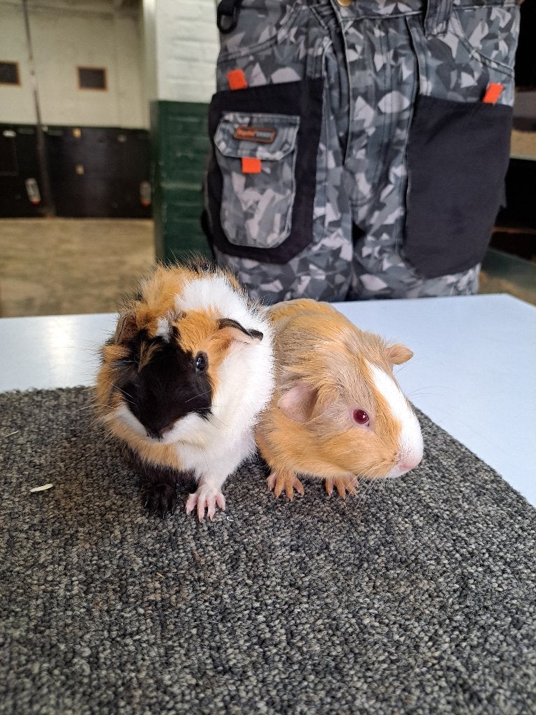 Jonge cavia beertjes, Animaux & Accessoires, Mâle, Domestique, Septembre, Cobaye